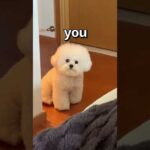 How WOULD You RATE this DOG 😱 | Wholesome Animals