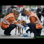 Heartwarming Rescue : Volunteers Save Injured Stray Dog and Her Pup from City Streets