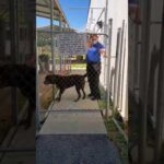 Lost dog reunited with owner