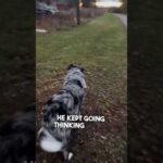 Dog recognizes her in public after not seeing her for 6 months 👏❤️