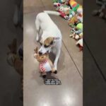 DOGS PICK THEIR OWN CHRISTMAS PRESENTS!