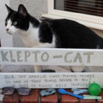 “Klepto-cat” Box Made After Cat Goes On Stealing Frenzy