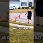 Obedient Dog Follows Rule and Waits for Dad to Fetch Ball | Heartwarming Moment