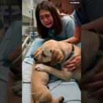 Tearful Reunion: Dog Mom & Paralyzed Pup 🐶💔 #shorts