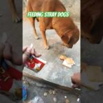 ❤️"Feeding Hungry Stray Dogs: A Heartwarming Act of Kindness #shorts #shortsfeed #ytshorts