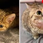 Meet Jiggy! A Penguin-Walking, Bed-Hogging, Tiny Cat With the Heart of a Lion