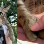 Cat-Volution: Meet Teddy, A Cat With Opposable Thumbs