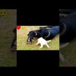 ♥️💥"A Mother is Always a Mother ❤️ | Heartwarming Dog Short Video 🐾 #Shorts"#viral#riyaraut23 💥♥️🥲