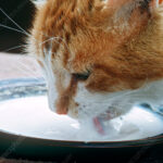 Milk Or Water, Which Is Better For Cats?