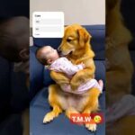 "Heartwarming: #goldenretriever  Babysitting Moments You Can’t Miss!" #dogs #dog #shorts