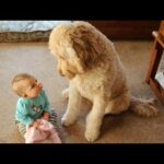 "Heartwarming Moments: Dogs Teaching Humans Life Lessons | Funny & Cute Dog Videos"