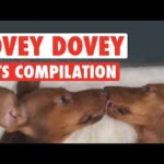 Most Heartwarming Pet Compilation || Lovey Dovey Pets