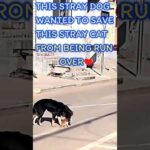 This Beautiful Stray Dog Carries a Stray Kitten Away to Safety❤️🙏❤️ #doglover #dog #stray