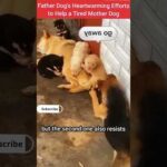 Father Dog's Heartwarming Efforts to Help a Tired Mother Dog