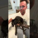 Heartwarming Reunion Dog Overjoyed to See Mom and Dad After Eleven Days #love #shorts #inspiration