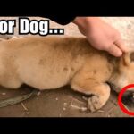 Abandoned Dog’s Rescue Will Bring You to Tears – Watch This!