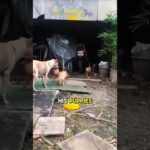 Stray Dog's Heartwarming Surprise