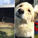 Mama Dog Was Sad When 7-Pups Passed In Fire. Then They Showed Mama A Litter Of Orphans