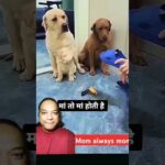 Mom saves her son  😍 #dog #shorts #funny #trending