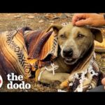 Dog Rescued From Rubble Gets Reunited With Owner | The Dodo