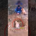 This puppy did something amazing at his mother’s burial🥺💕 #heartwarming #animals #love