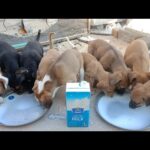 Heartwarming Moment –  A Kind Soul Feeds Starving Puppies 🐾💞