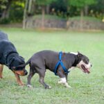 Why Do Dogs Sniff Butts? Vet-Approved Facts & FAQ