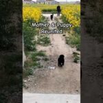 Heartwarming Reunion of a Mother Dog and Her Puppy ❤️ | Pet Animals