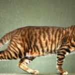 Most Expensive Cat Breeds in the World with their Owner