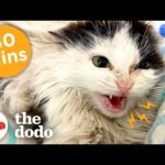 30 Minutes Of Our Favorite Feel-Good Animal Stories | The Dodo