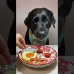 Amazing Dog Habits | Heartwarming Moment of Feeding a Dog!