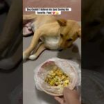 Dog Can't Believe His Eyes Seeing His Favorite Food! #shorts #ytshorts #goldenretriever #cutepet