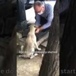 This old man saved this dogs life!!! #wholesome #kind #heartwarming #inspiration #uplifting #shorts