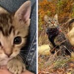 Rescued Kitten Who Lost Her Sibling Forms Magical Bond with a Dog Who Needed Love