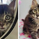 Tiny Kitten Found Stunned on Highway Transforms into Affection-Seeking Cuddle Bug