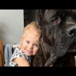 Boy and His 125-Pound Giant Dog: A Heartwarming Friendship