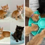 Console Kittens Press ‘Start’ on Their New Lives Thanks to Gaming-Loving Foster Mom