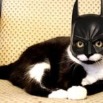 Cat Costume Ideas For The Rare Cats Who Want To Wear them