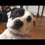 Street dog's heartwarming reaction to getting adopted