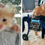 Abandoned Three-Week-Old Kitten Becomes Miracle Friend For Special Needs Cat!