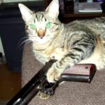 15+ Photos Of Cats With Guns, Just That