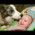 Dogs Meeting Babies For The First Time.