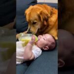 The dog watches the baby drink milk, it’s so heartwarming!