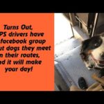 Heartwarming Encounters: UPS Drivers and the Animals They Meet, Especially Dogs – P1