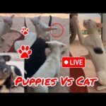 Puppies Vs Cat #shorts #dog #videos #short #funny #puppy #cute #animals #relaxing #cute #dogs #cat