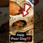 Heartwarming Rescue: Rescuers Save a Poor Dog💔😢 #dog #doglover #puppy #puppyvideos  #dogrescue #pets