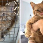 After Years of Living in Debris, This Orange Tabby Transforms into the Ultimate Cuddle Bug