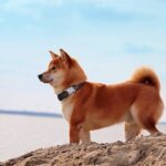 15 Amazing Dog Friendly Beaches in Delaware (2024 Update)