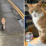 Meet Thomas, a Beloved Cat Who Turned an Entire Town into His Home