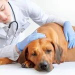 10 Neurological Issues in Dogs & Common Signs to Keep in Mind (Vet Answer)